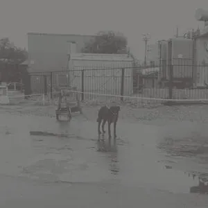 After it's own death/Walking in a spiral towards the house